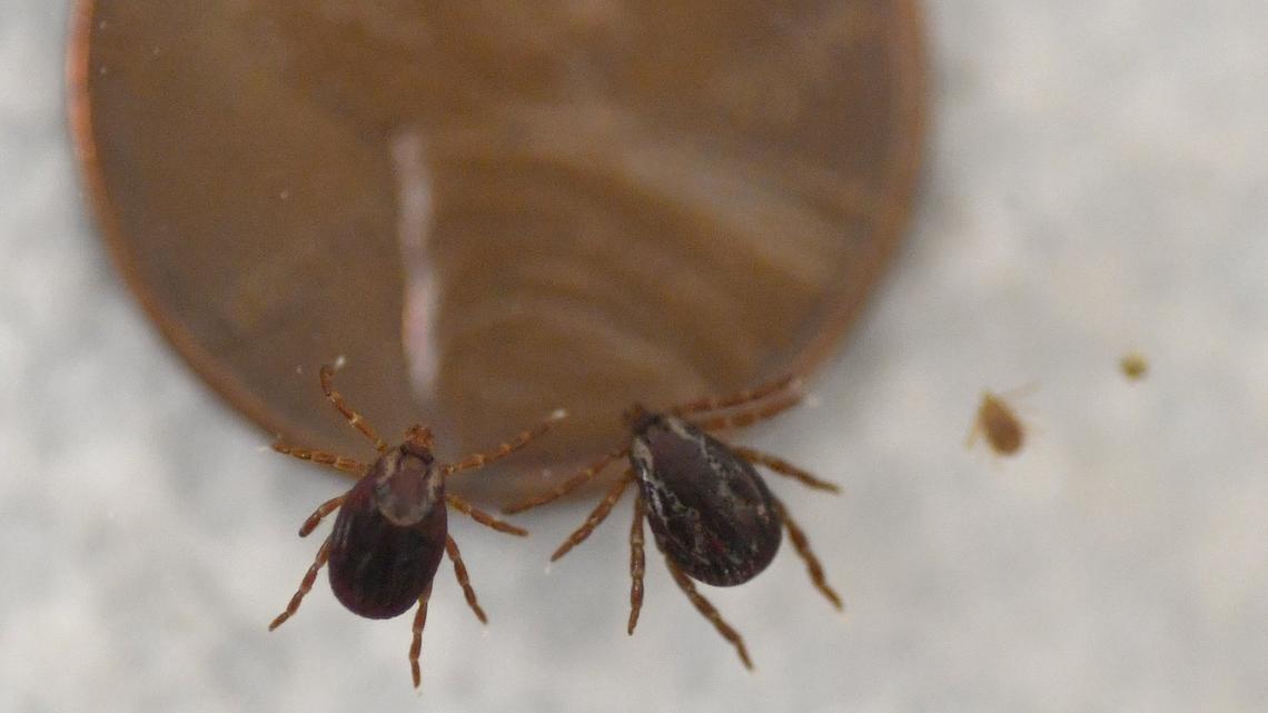 Need to worry about ‘murder hornets’ in Pa.? No, but here are bugs to know about this summer