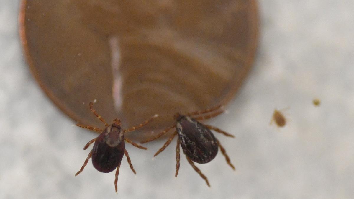 American dog ticks, a male and female, nymph and larva, with a penny for size comparison in a Penn State lab.