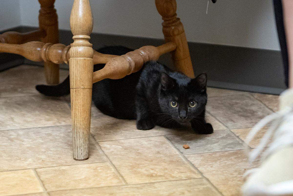 Philippe, a 19-week-old kitten, visits the University Drive Veterinary Hospital on Dec. 20.