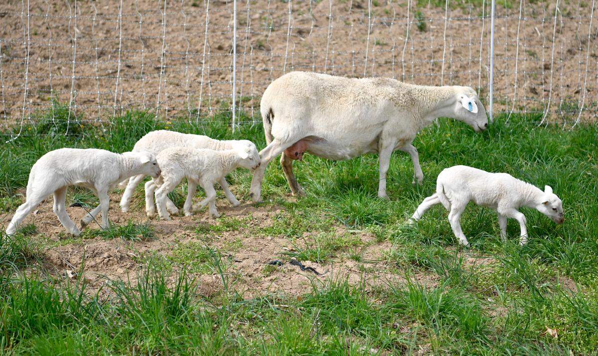 An ewe on April 28 with several of the five lambs she had this season at at Windswept Farm.