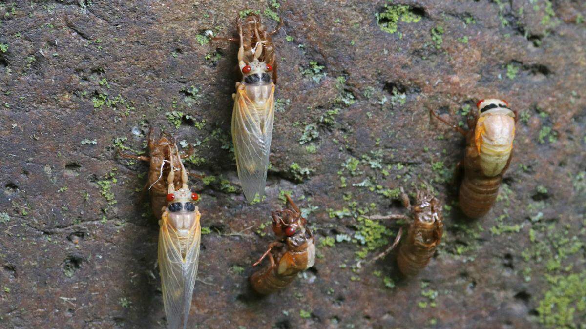 When soil temperatures reach 64 degrees, cicadas, like these photographed on June 1, 2021, emerge from the ground and climb the nearest object to shed their exoskeleton.