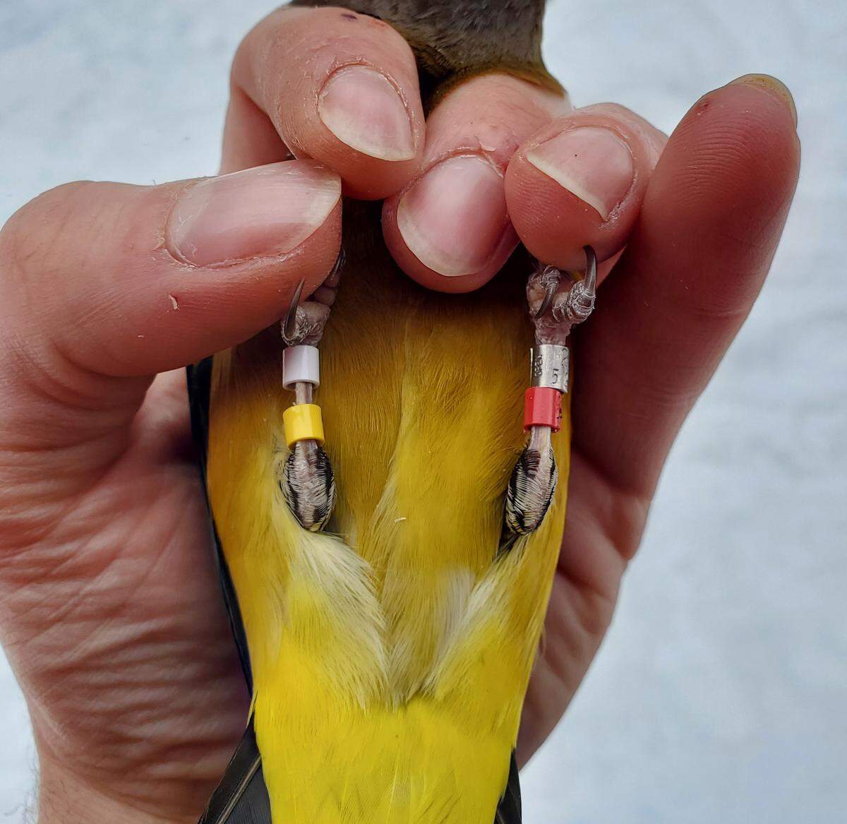 A male evening grosbeak showing colored leg bands used for marking individual birds.