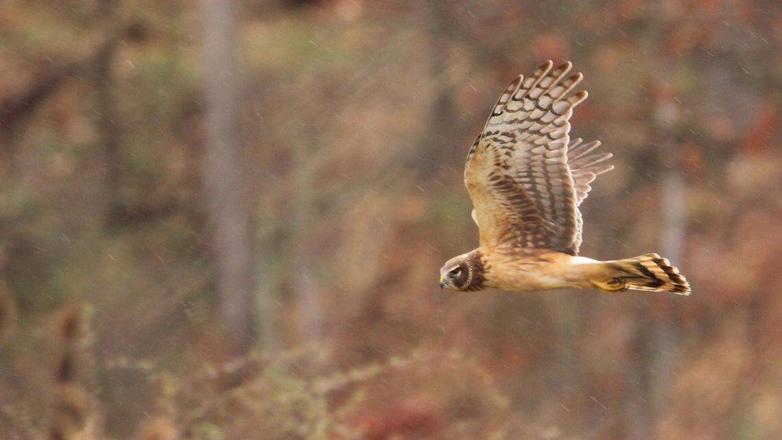 Afield: Winter raptor survey measures the population of Pennsylvania’s birds of prey