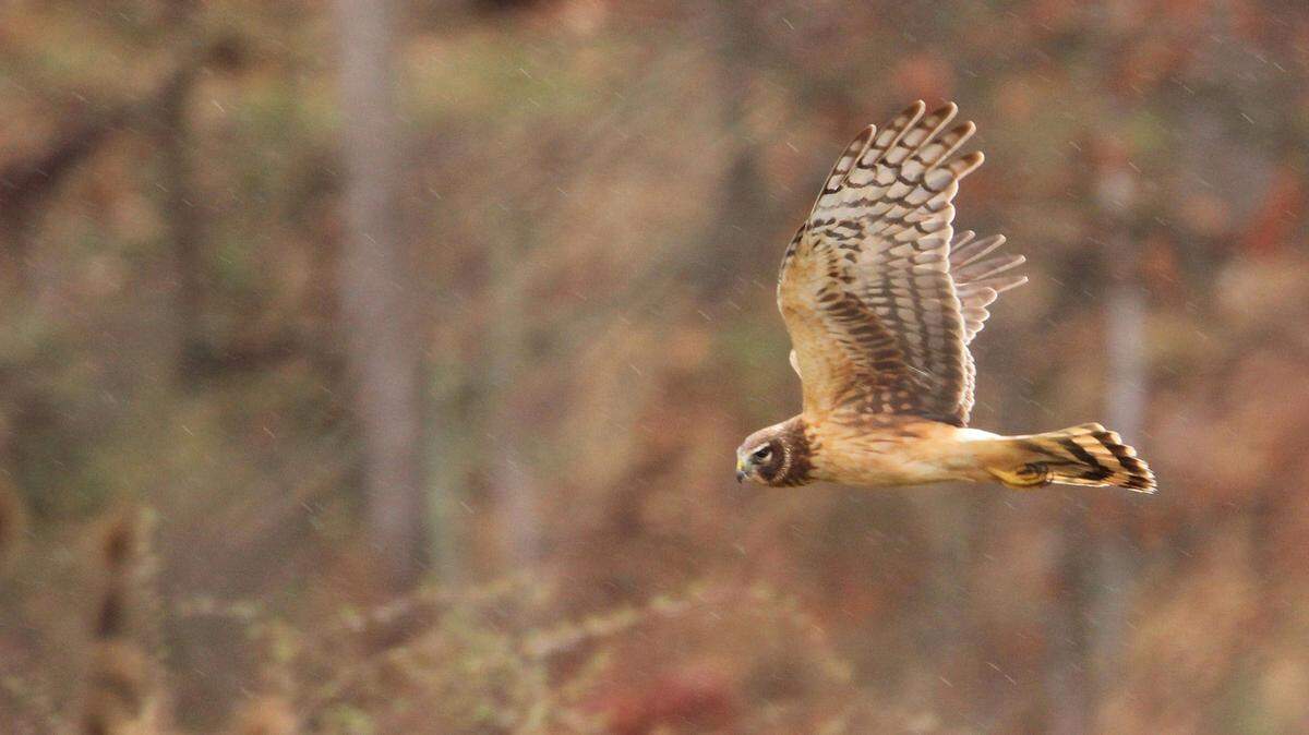 A northern harrier looks for prey in the Bald Eagle Valley. Harriers usually visit our area during the winter.