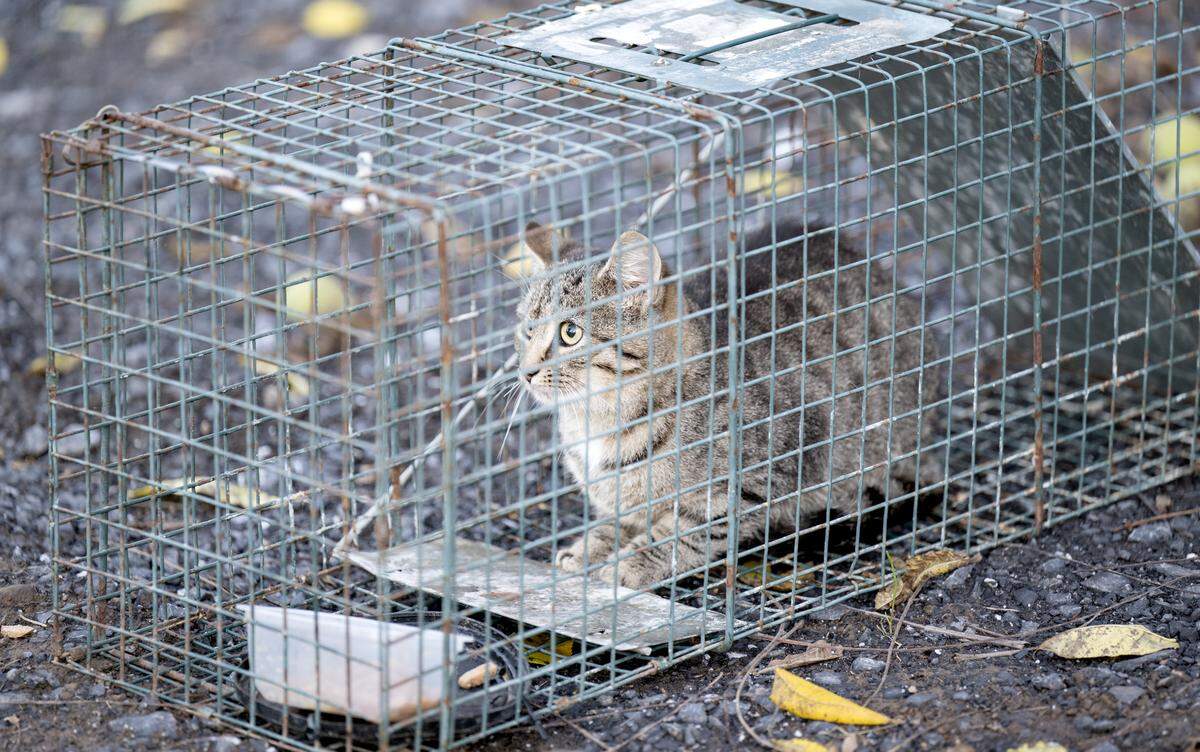 A cat is caught in a trap set by Hope’s Dream Rescue & Sanctuary who is organizing trap-neuter/spay-release (TNR) in Country Place Park in Harris Township on Tuesday, Oct. 14, 2025.