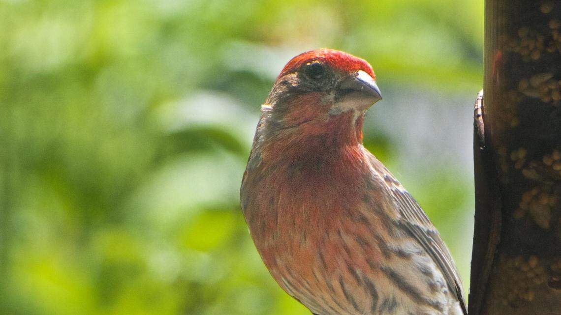Among the goals that may not happen: Elevate my birding game.