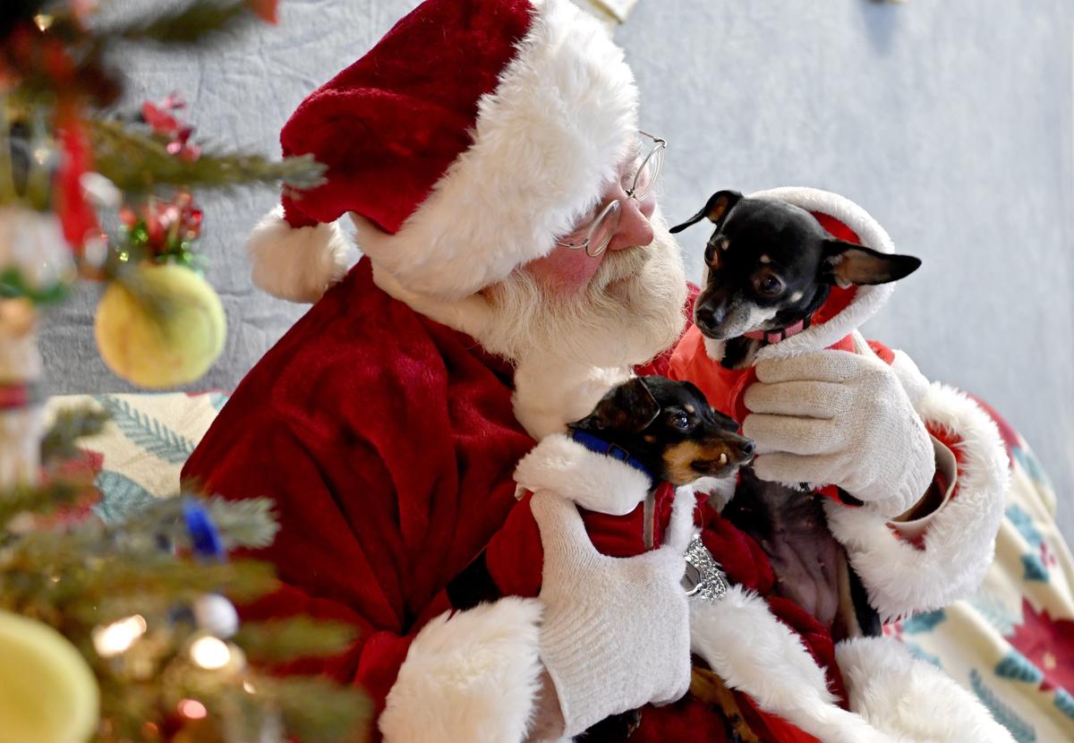 Chihuahua mixes Snickers and Zadie get their photo taken with Santa at Pets Come First Santa Paws event on Sunday, Dec. 8, 2019. 