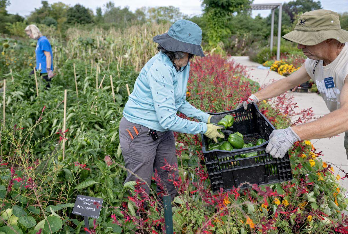 Theresa Facini helps to pick green peppers to be donated to the food bank at The Arboretum at Penn State on Tuesday, Sept. 16, 2025.  