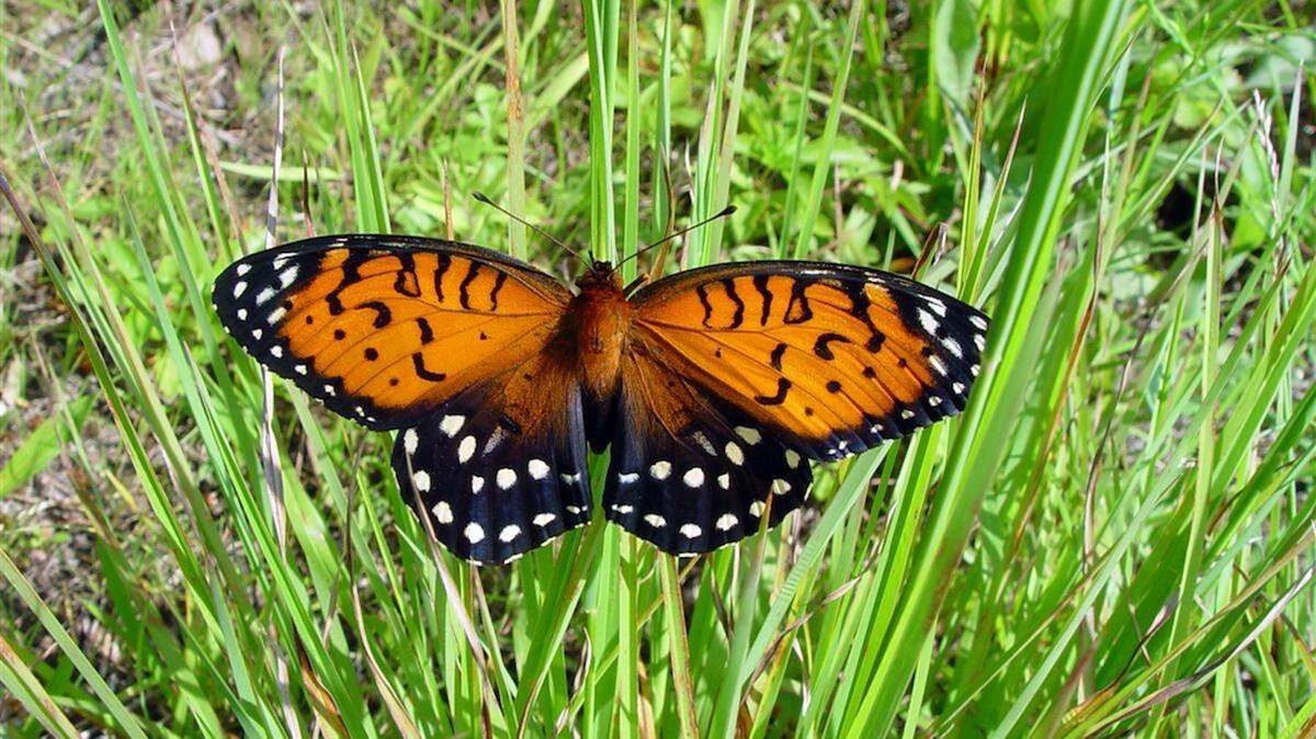 The regal fritillary butterfly