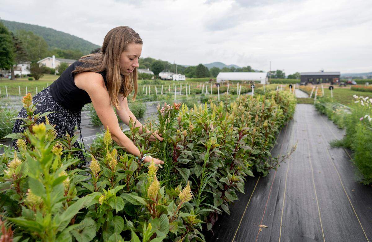 Christie Holloway snips plants to make bouquets at Rooted Farmstead on Friday, Aug. 5, 2022.
