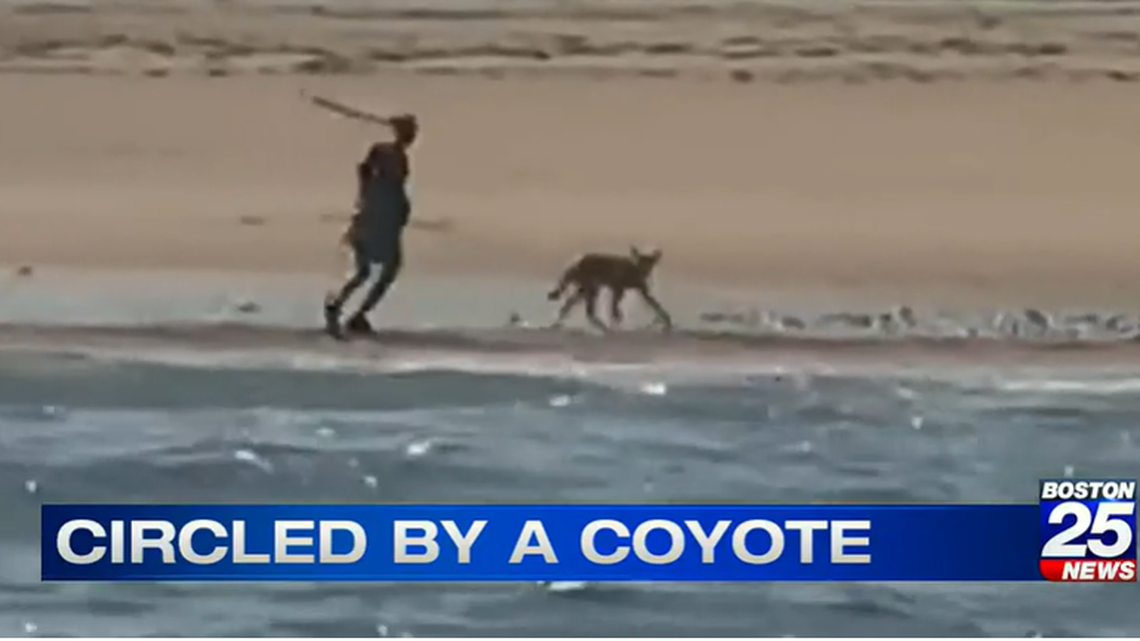 A woman visiting Cape Cod, Massachusetts, is crediting two anglers with rescuing her from a “relentless” coyote that was recorded circling her on the beach. 