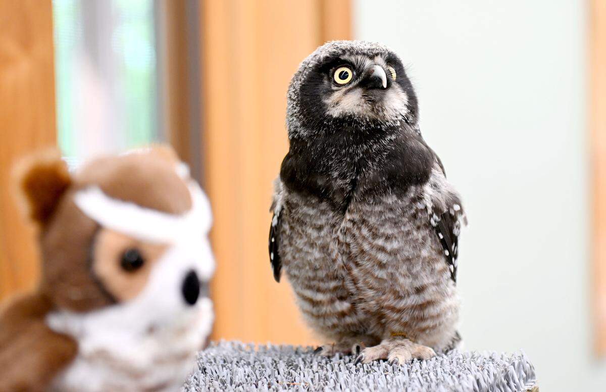 Pip, a Northern Hawk Owl chick, is the newest edition to the Klingsberg Aviary at Shaver’s Creek Environmental Center. 