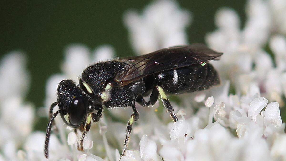 Hylaeus punctatus, a tiny black bee native to Europe that was recently spotted in Pennsylvania.