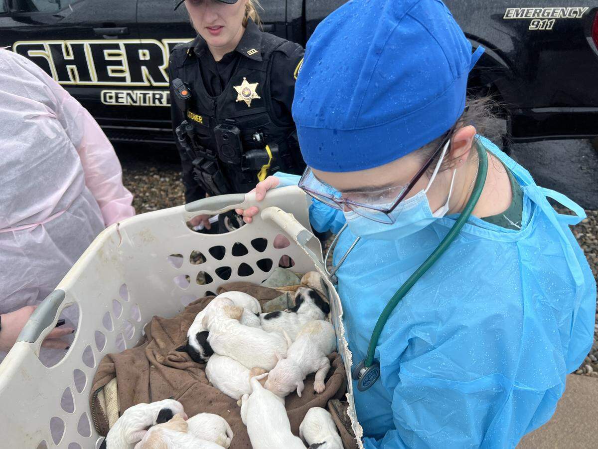Three litters of puppies were among the 37 dogs surrendered to Centre County PAWS.
