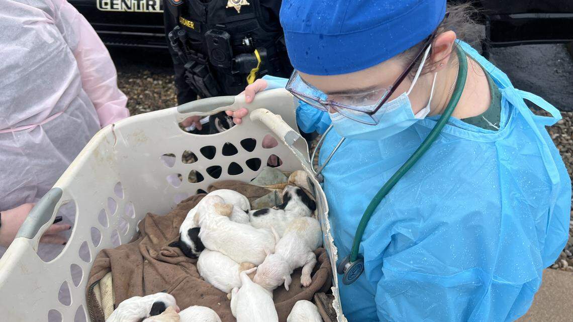 Centre County PAWS asking for help after ‘emergency’ intake involving 37 dogs