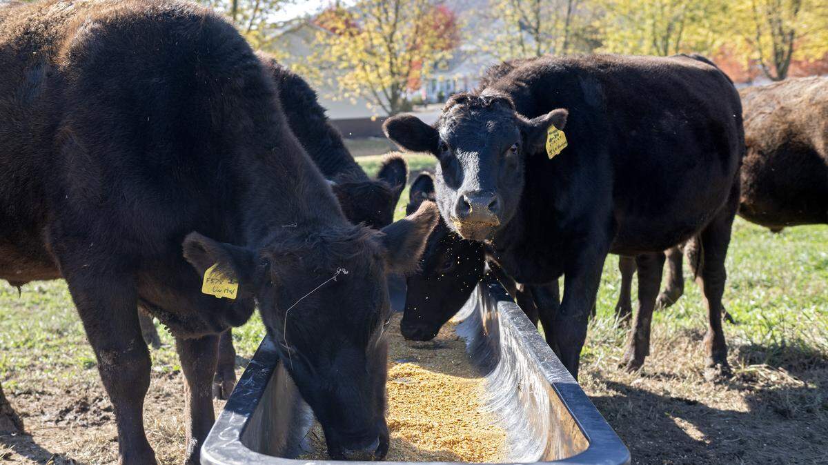 Some of the herd of wagyu feed at Happy Valley Wagyu on Monday, Oct. 27, 2025.  
