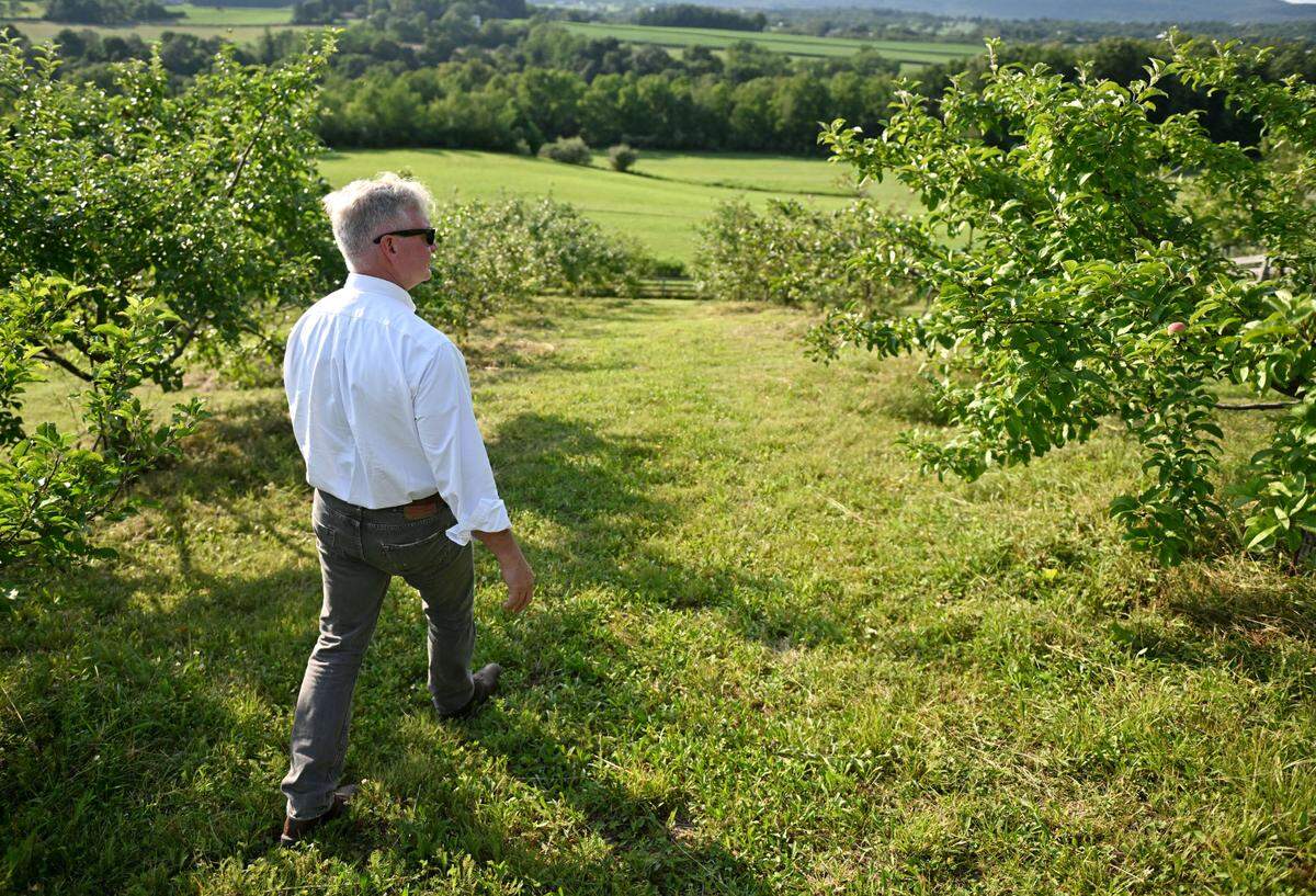 David Sterner walks along the apple trees on his property in Spring Mills on Thursday, July 17, 2025.