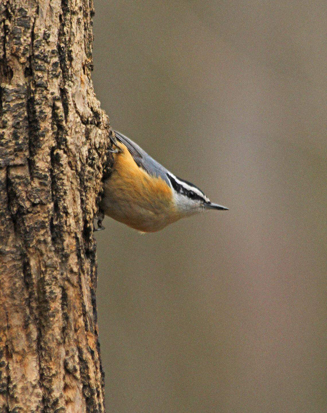 Red-breasted nuthatches have arrived in Pennsylvania, but the author has seen only one this far. MARK NALE For the CDT