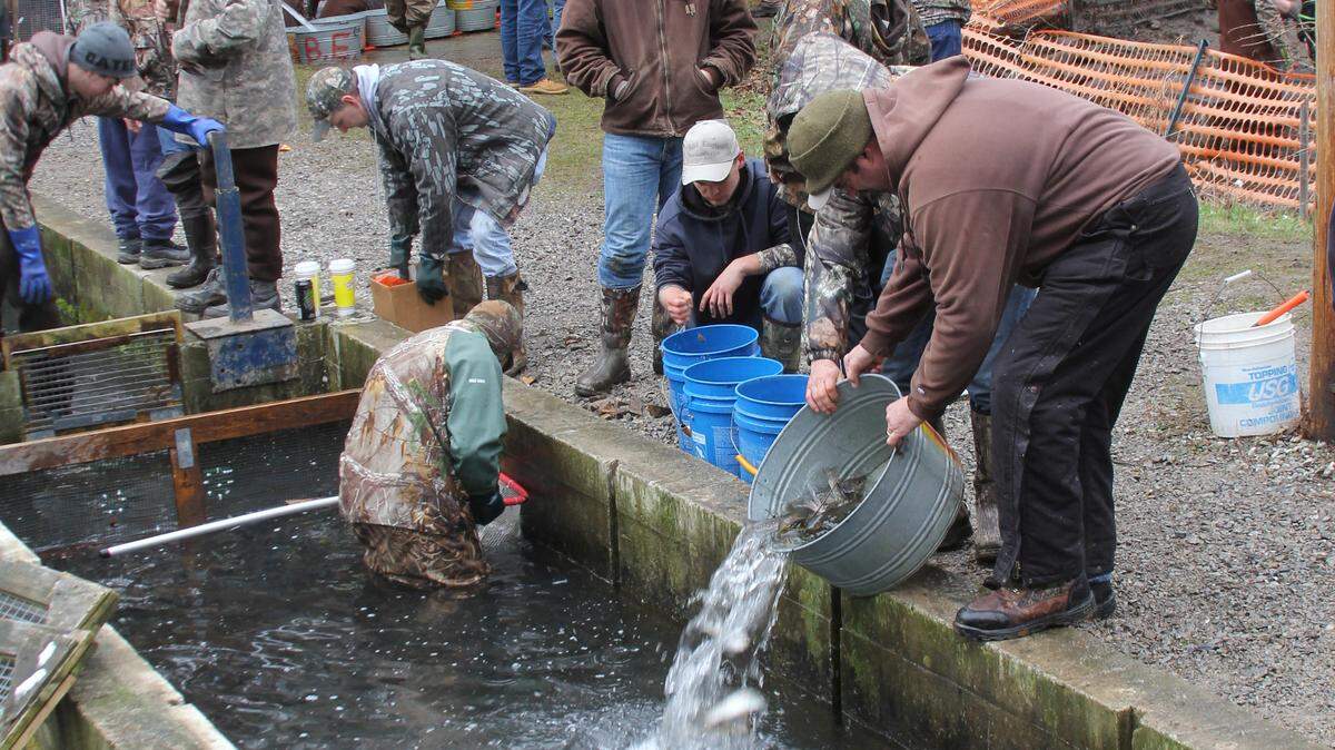 Volunteers at the Bald Eagle Sportsmen Cooperative Nursery help move trout prior to stocking.