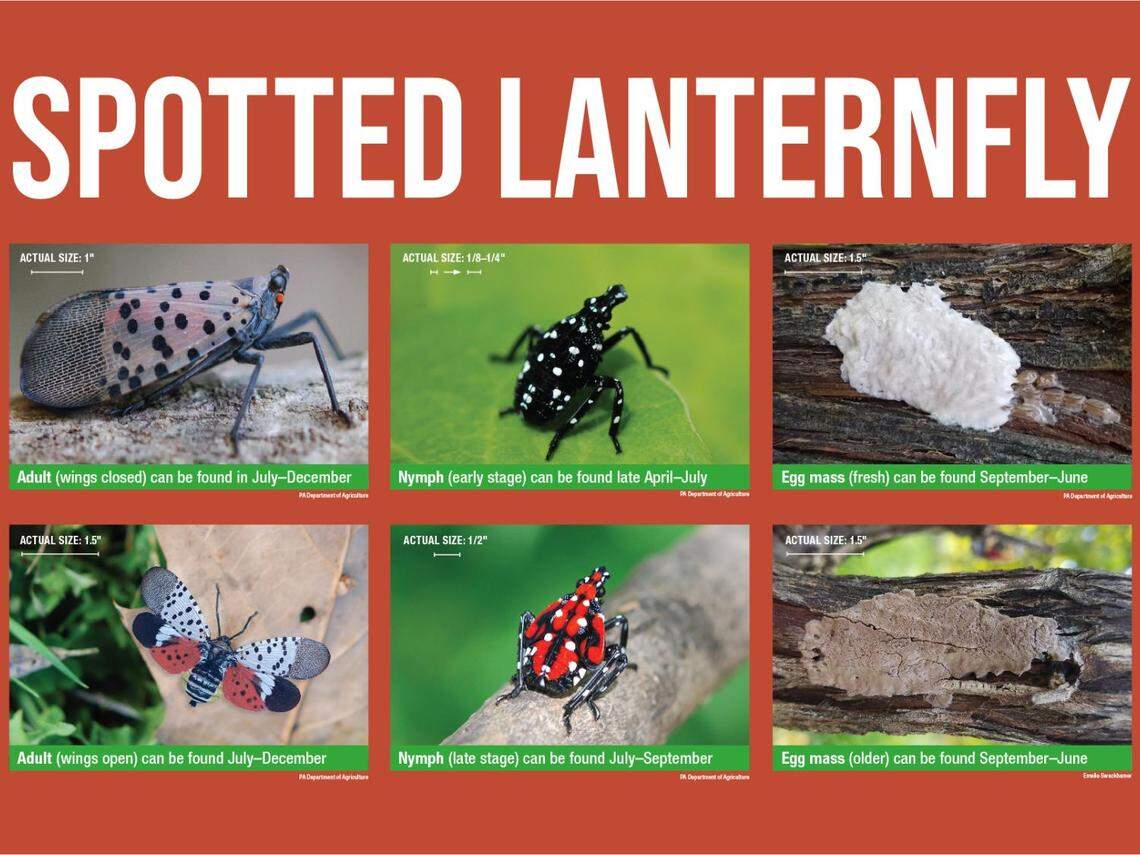 The spotted lanternfly completes its life cycle in about one year. Its appear changes drastically as it ages from a nymph to an adult.