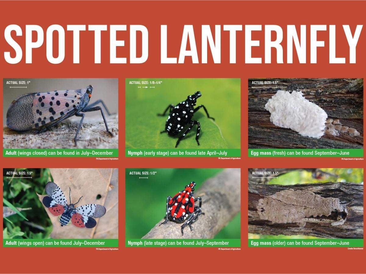 The spotted lanternfly completes its life cycle in about one year. Its appearance changes drastically as it ages from a nymph to an adult.