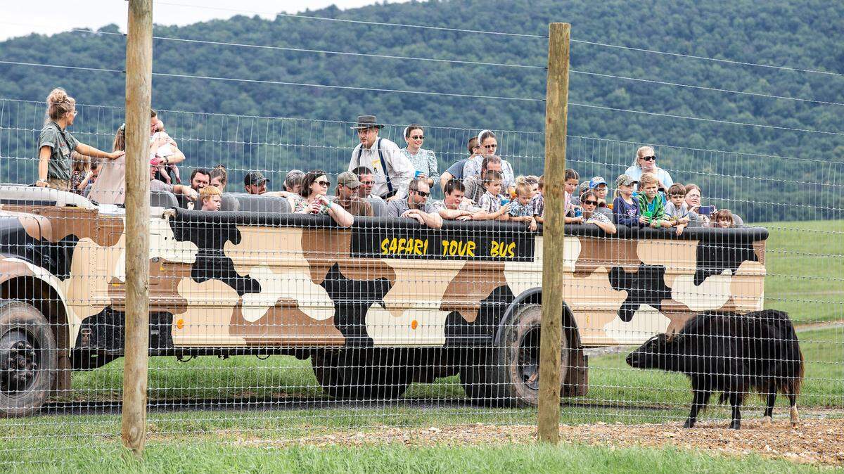 A Lake Tobias Wildlife Park employee was gored in the leg recently by a bison during a safari tour bus ride like this one pictured in 2018.