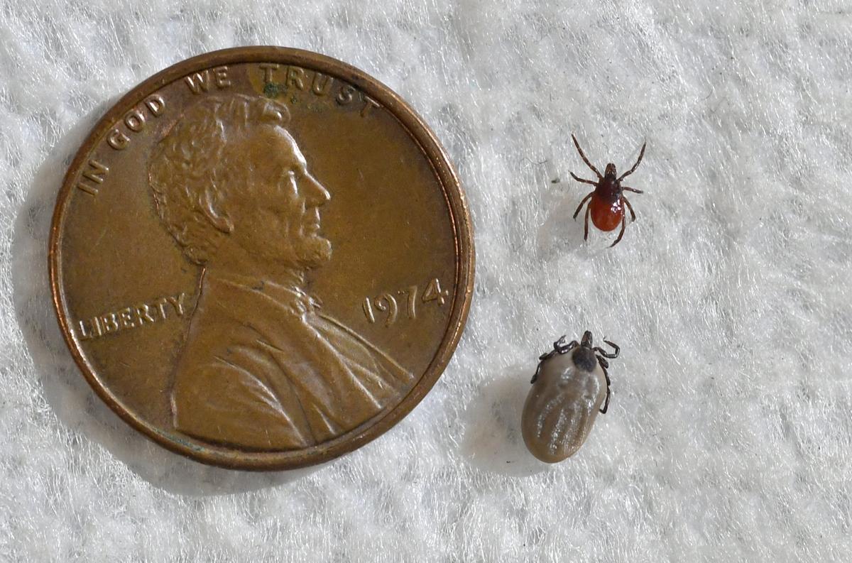 A female black legged tick and an engorged female black legged tick next to a penny for size comparison in a Penn State lab.