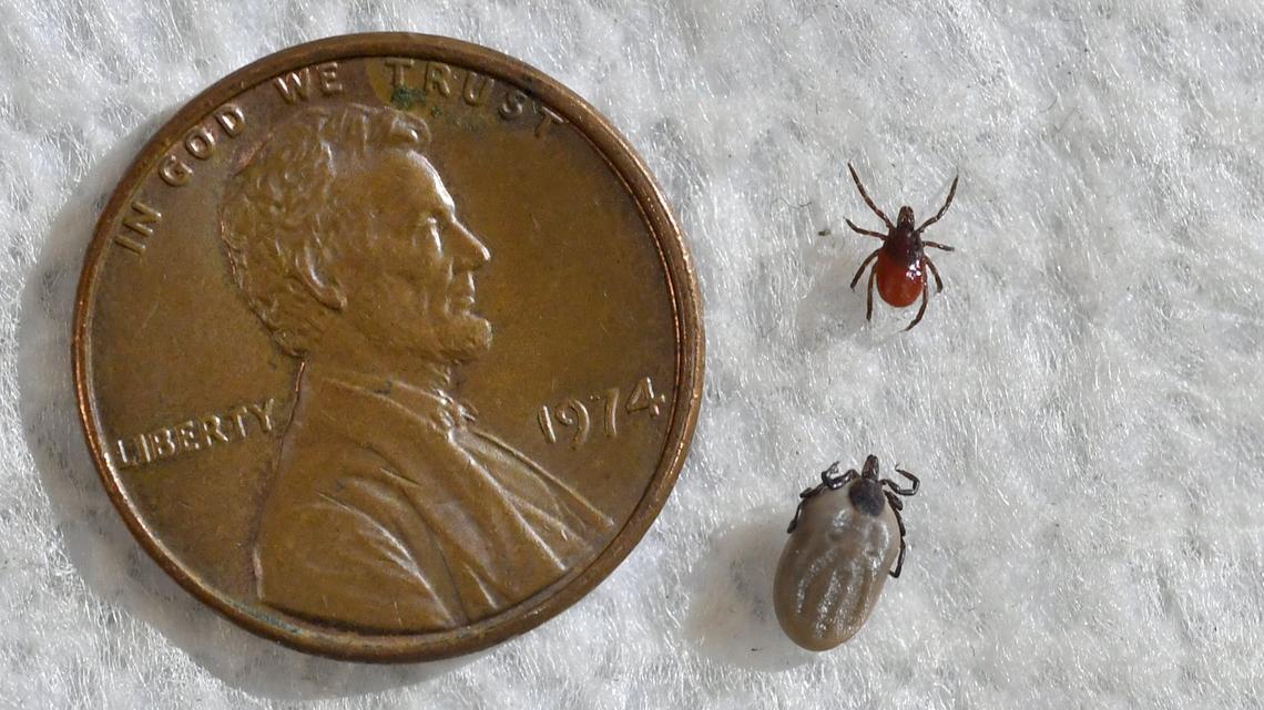 Centred Outdoors: What you need to know about tick-borne disease