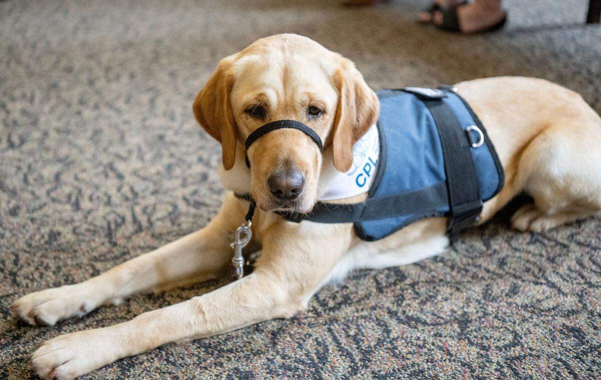 Missie, the newest member of the Centre County District Attorney’s Office, is ready to offer comfort to victims.