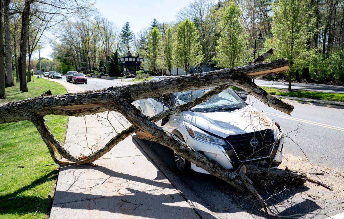 A car with a tree on it along Cricklewood Drive on Wednesday.