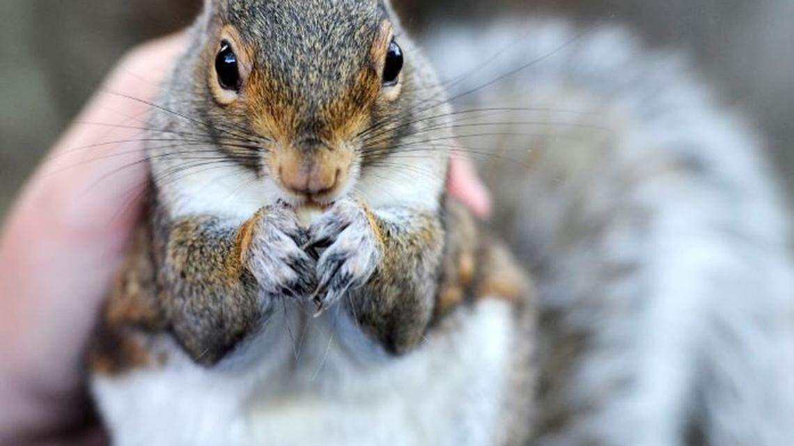 Squirrel leads 2 New Hampshire officers scampering in police entry