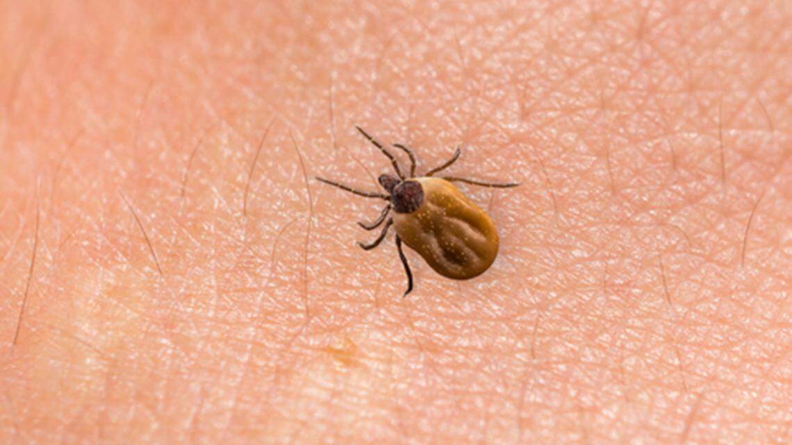 Ticks cause more disease in the U.S. than mosquitoes do, carrying Lyme disease, Rocky Mountain spotted fever and more.