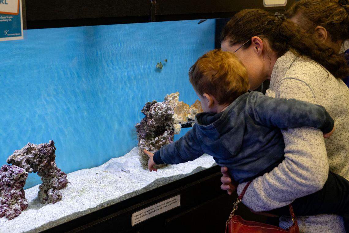 AJ Franklin points to the the new stingray at the Marine Life Center at Discovery Space on Friday, March 14, 2025.