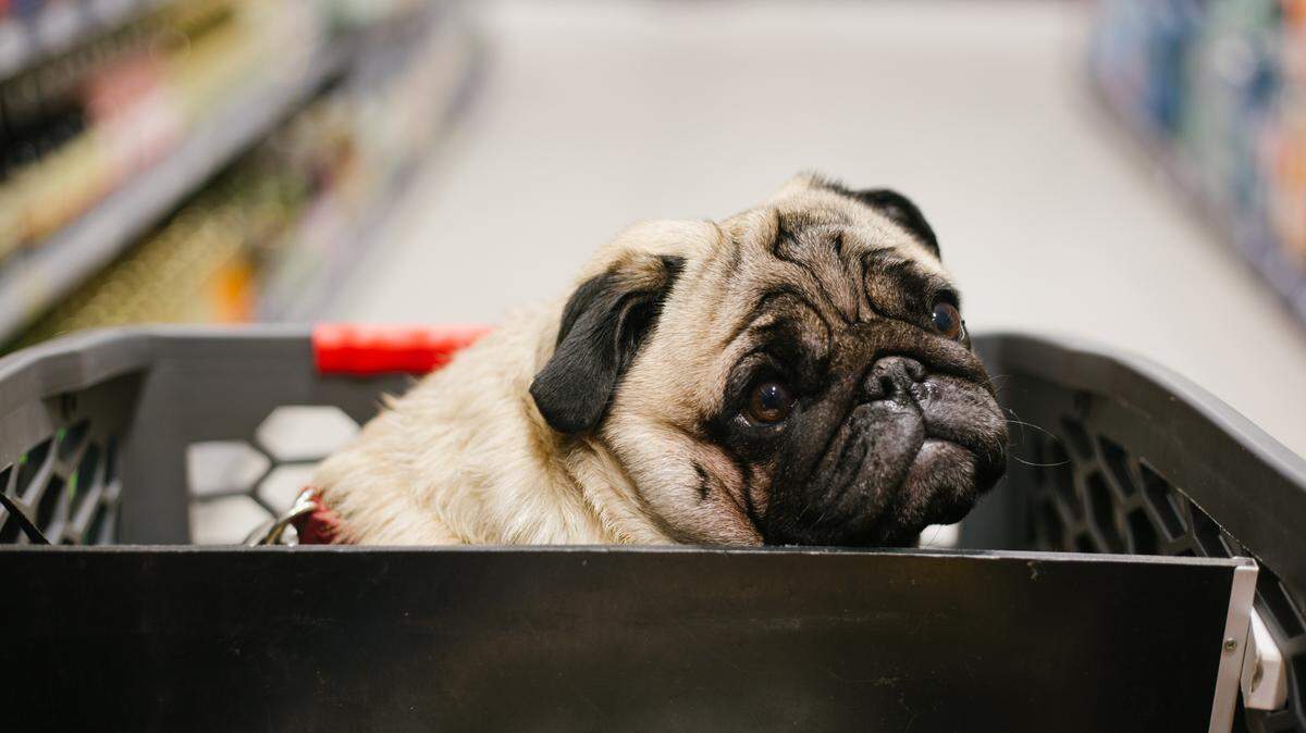 pug dog sits in the grocery cart of the supermarket. dog friendly shopping concert