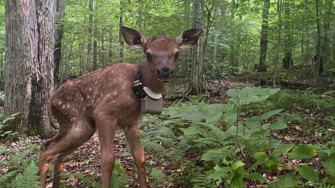Afield: New elk research in PA shows lower calf survival rate than previously thought