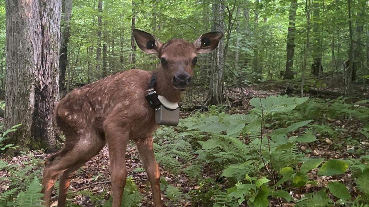 More than 127 elk calves were fitted with GPS collars over three years as part of a study that tracked their survival.