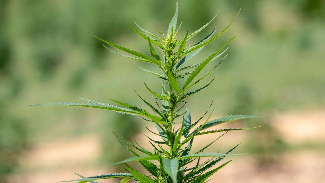 Delta-8 tetrahydrocannabinol (THC) — known as delta-8 — is a cannabinoid derived from hemp.