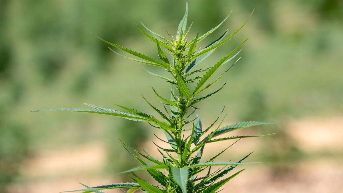 Delta-8 tetrahydrocannabinol (THC) — known as delta-8 — is a cannabinoid derived from hemp.
