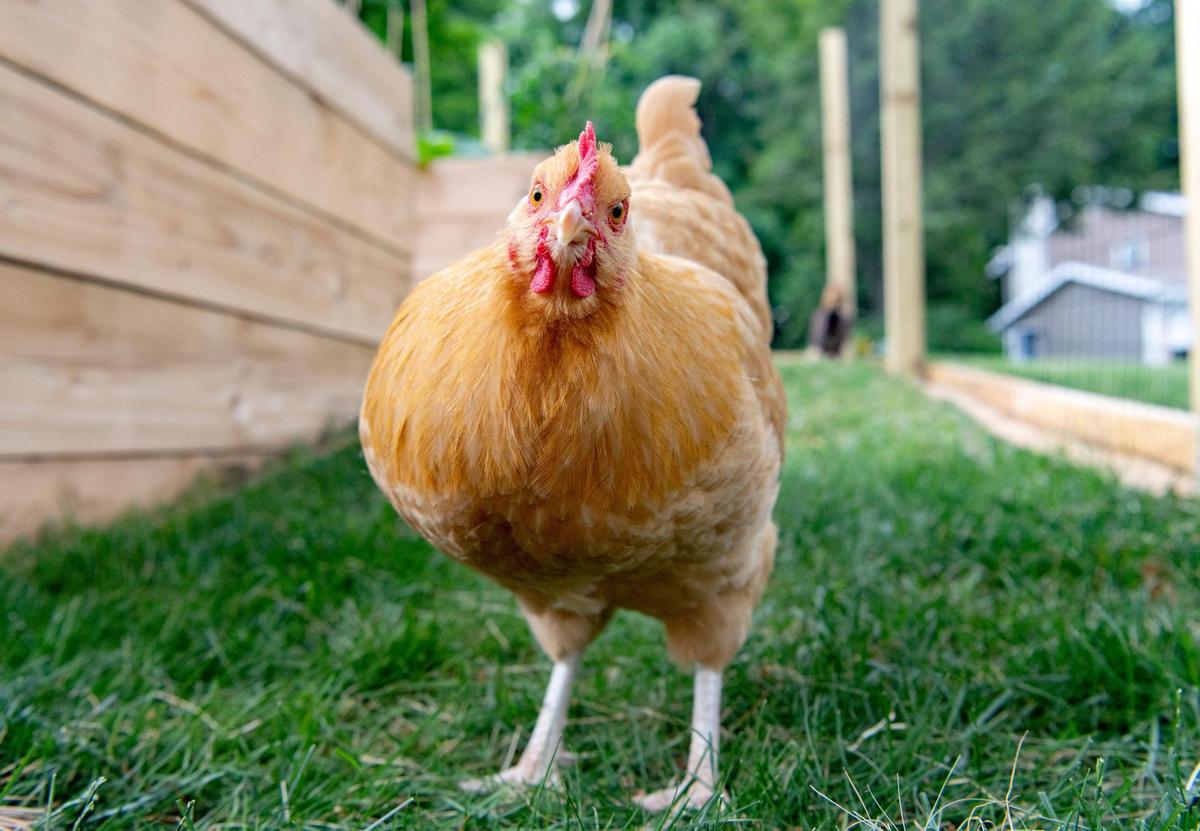 Purple, one of Maeve Elliott’s chickens.