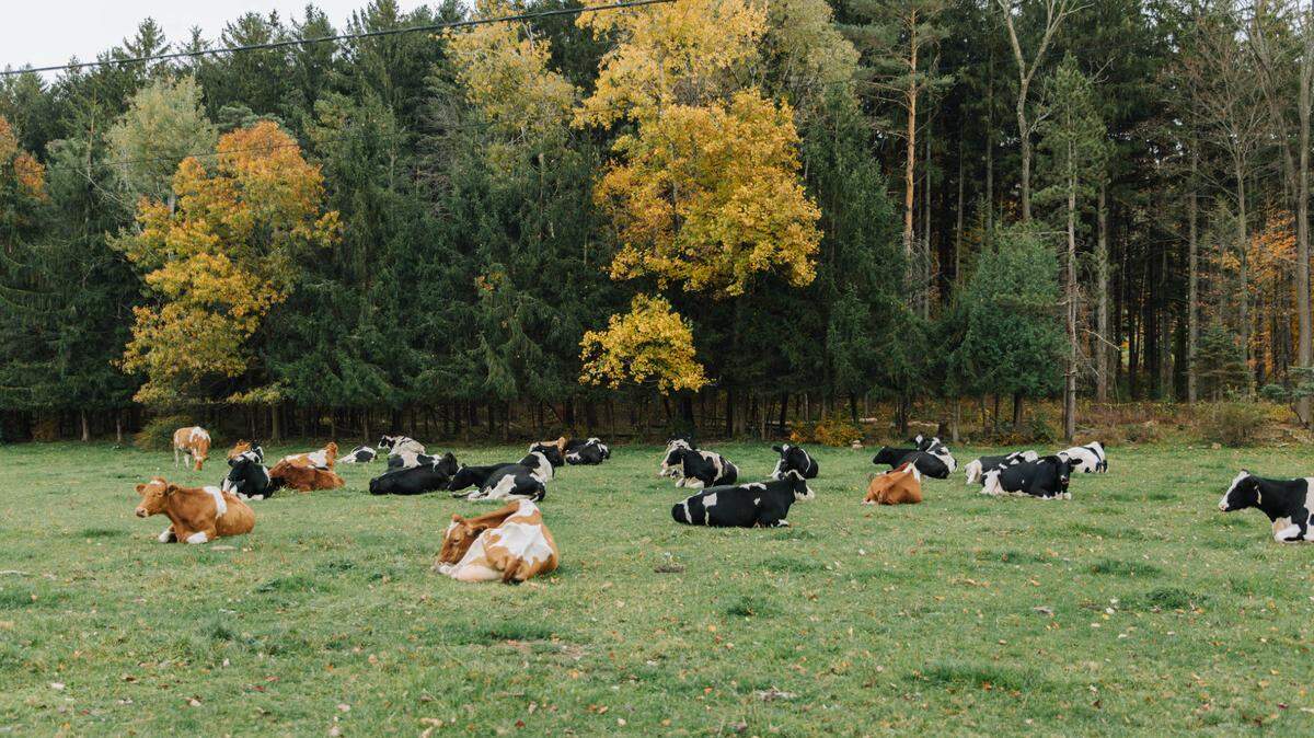 The governor’s $48.3 billion budget proposal includes $5.6 million to incentivize participation in a federal dairy risk management program.