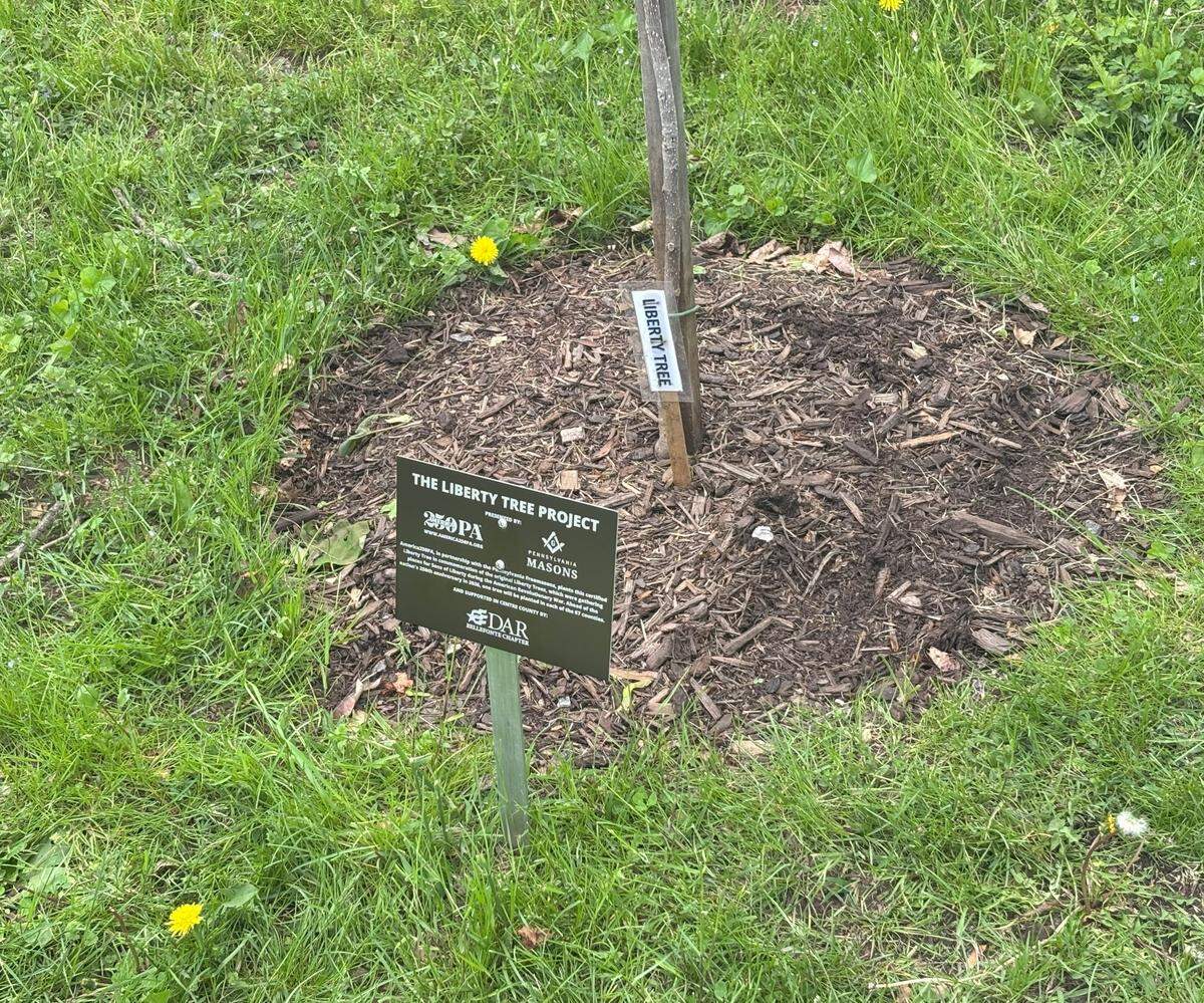 A sapling taken from the clone of a historic Liberty Tree, where American revolutionaries once met, was planted Saturday afternoon on the grounds of Centre Furnace Mansion in State College ahead of America’s 250th birthday next year. A similar sapling will be planted in each of Pennsylvania’s 67 counties.