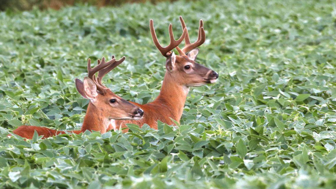 Afield: What Pennsylvania hunters should know about the 2024 antlerless deer license procedure