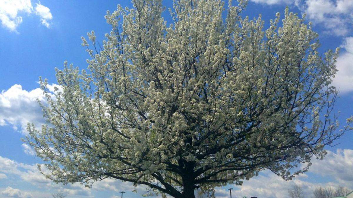 Bradford pear trees offer visual appeal, but are highly prone to splitting.