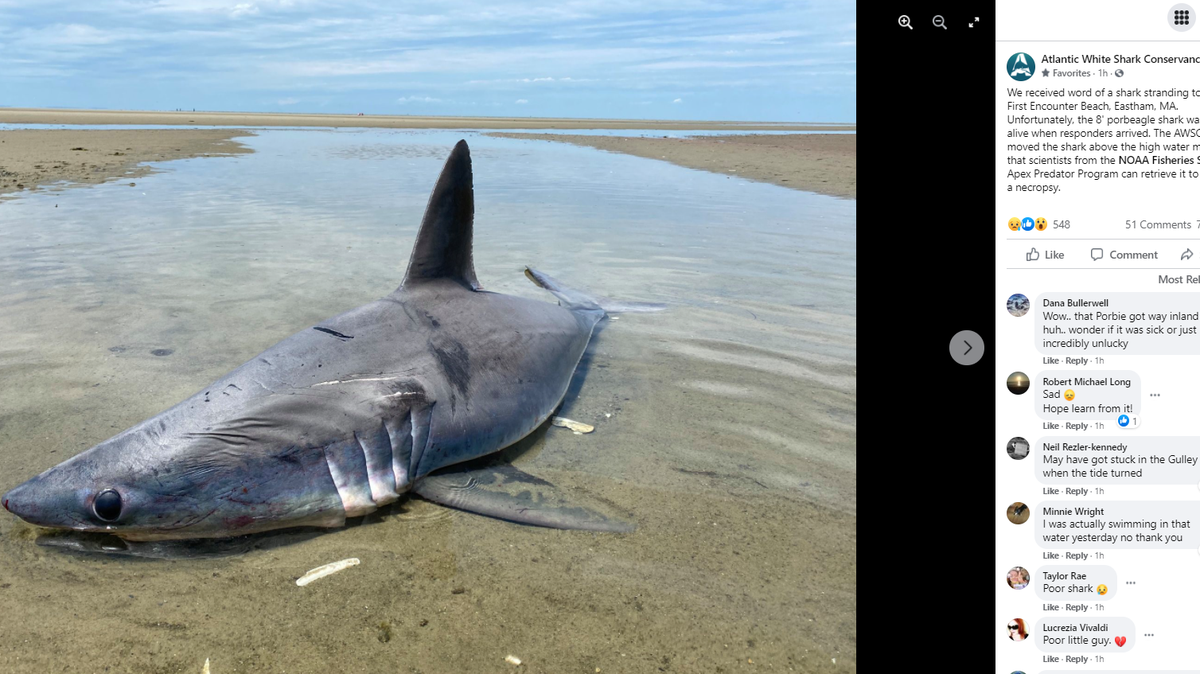 An 8-foot porbeagle shark was found stranded on a Cape Cod beach Thursday. An necropsy will be performed to determine what killed it, officials said.
