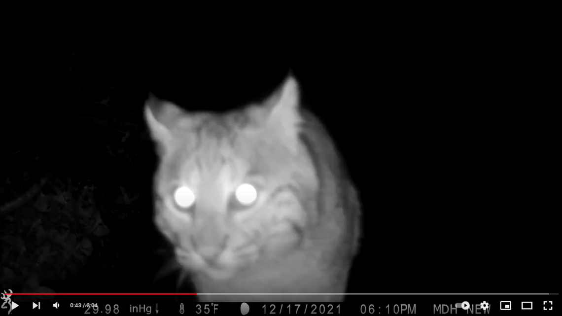 A bobcat was recorded playing with its food in southern Rhode Island and more than a few people have pointed out it looked a lot like the way house cats handle toys.