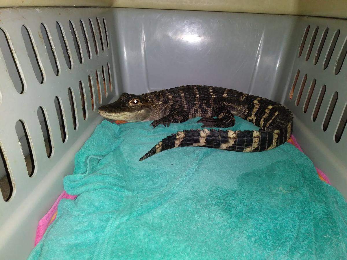 A baby alligator was captured by Blair County officials in Tipton Township. The reptile is being held at Centre Wildlife Care until it can be transferred elsewhere.