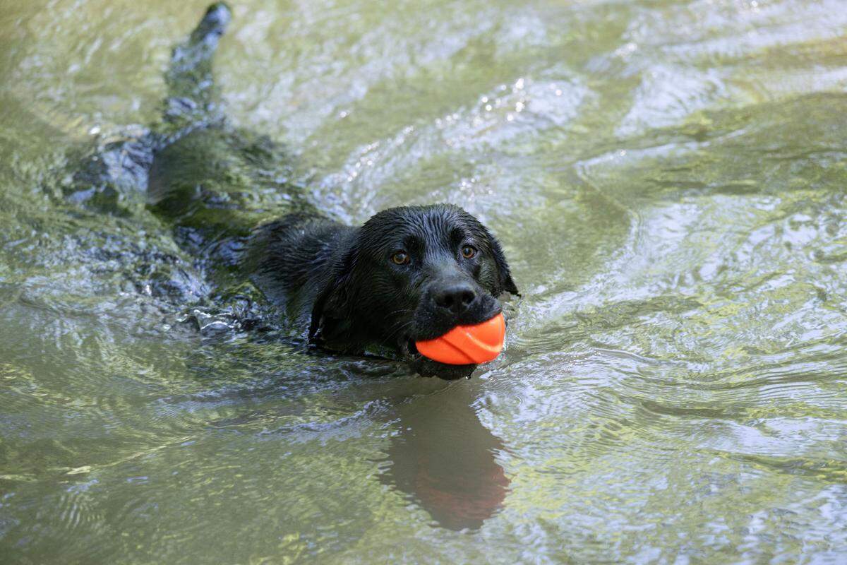 Kovu, a one and half year old black lab, swims with his ball at Spring Creek Park to cool off on Monday, June 23, 2025.
