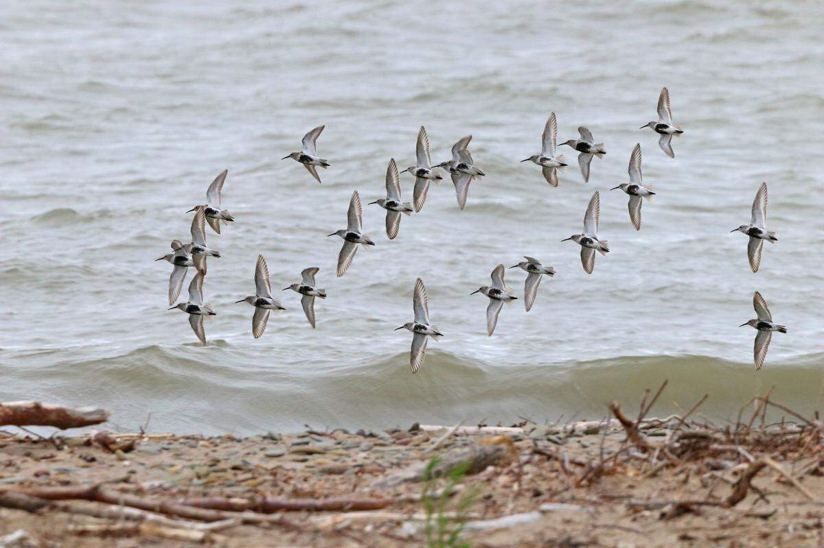 A group of dunlins fly along the Lake Erie shore.