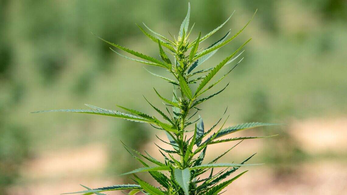 Pa.’s attorney general is backing a hemp product ban. The industry says it goes way too far