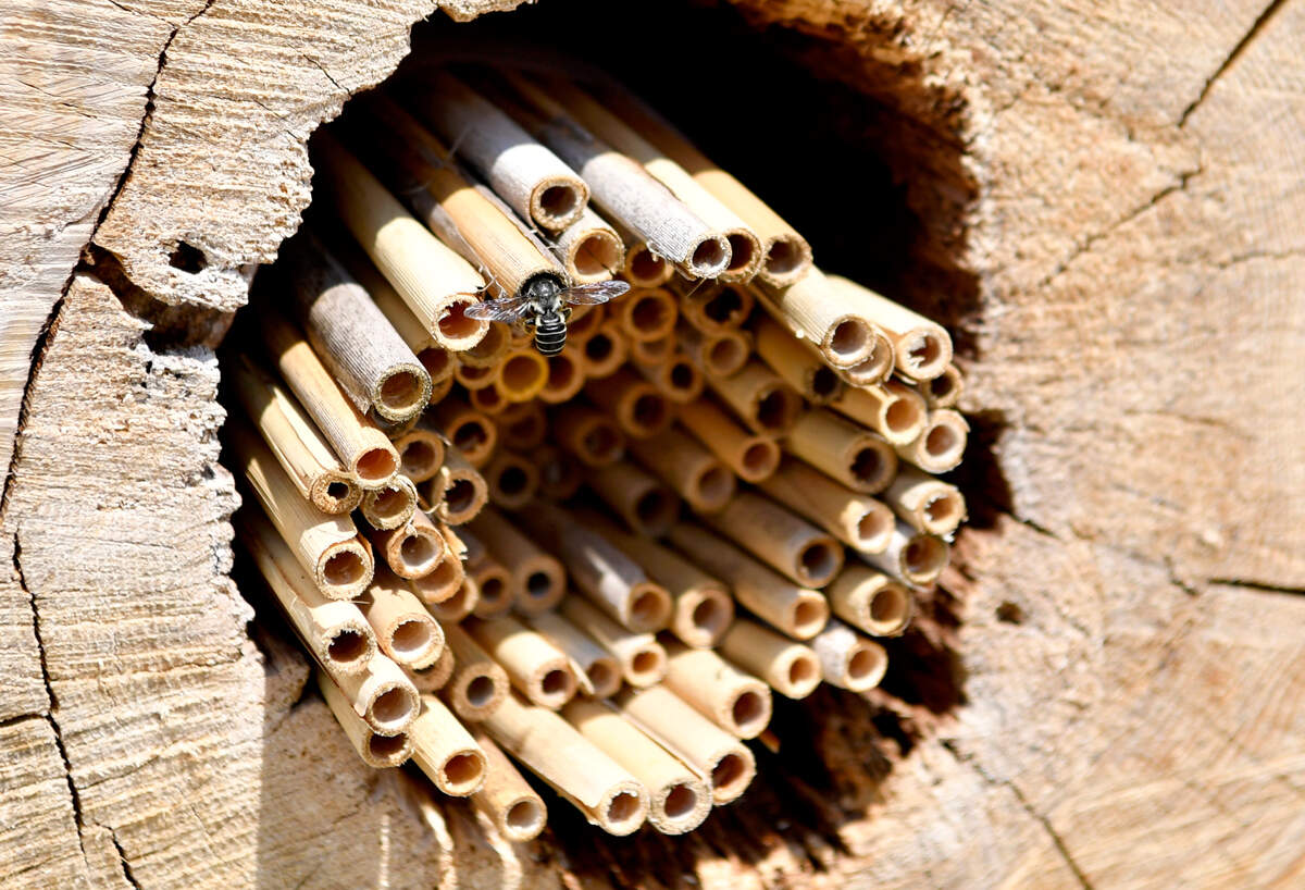 A bee visits a “wild bee hotel” Wednesday in the Pollinator and Bird Garden at The Arboretum at Penn State.
